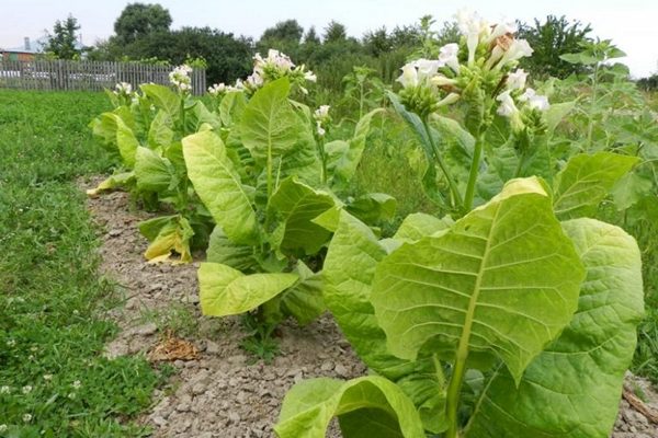 Fragrant tobacco: planting and care in the open field