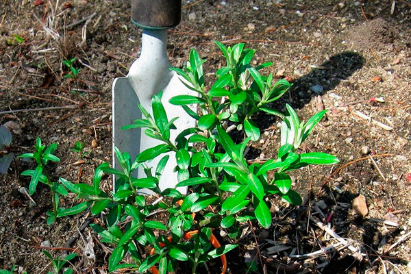 Sea buckthorn planting rules
