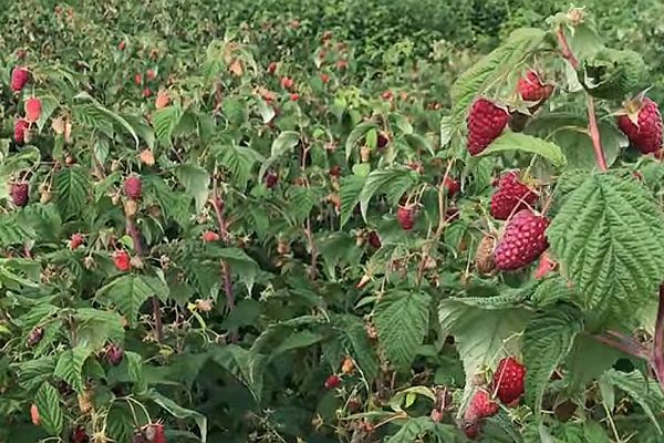 Raspberry atlant planting and care
