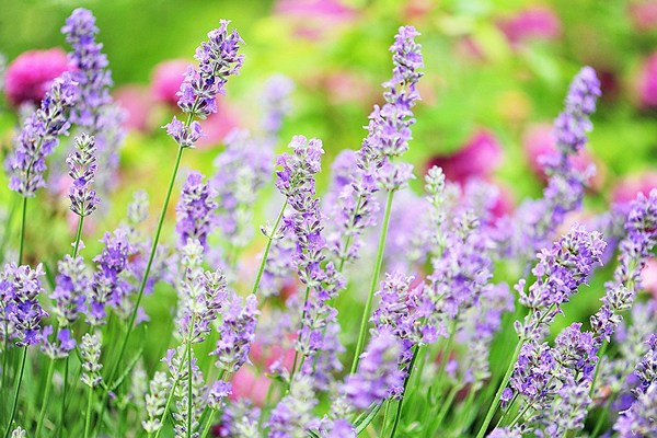 When lavender blooms after planting
