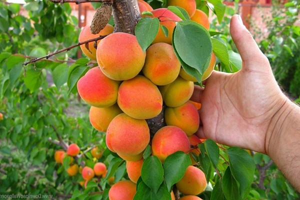 Menanam aprikot di rumah hijau