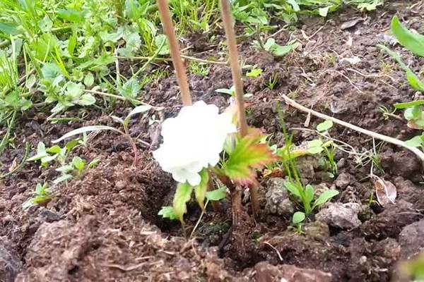 Planting viburnum in the spring in the ground