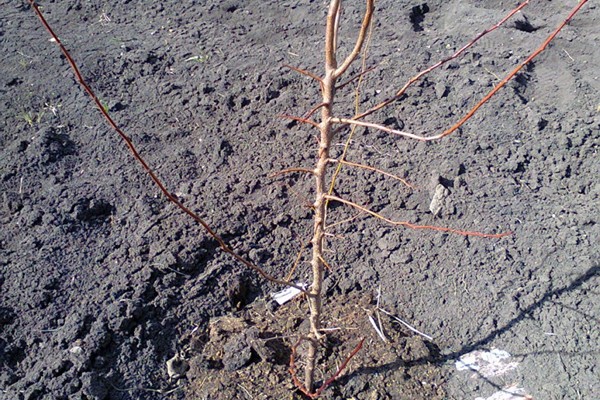Planting an apricot seedling