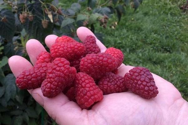 Raspberry atlant - variety description