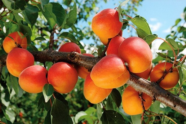 Planting columnar apricots