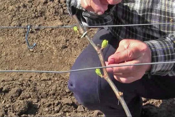 Velge en variant for planting av druer