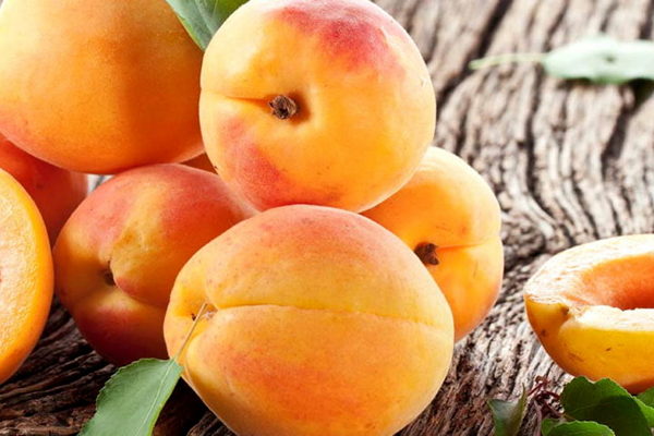 have a good harvest of apricots
