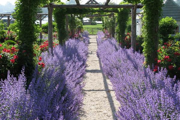 Planting lavender and caring for it in the country
