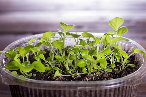 Làm thế nào để trồng Petunia từ hạt đúng cách và trồng cây khi nào
