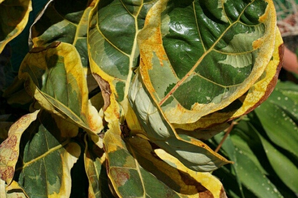 > Parasites and diseases of Lyrate ficus