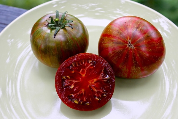 tomato seeds photo