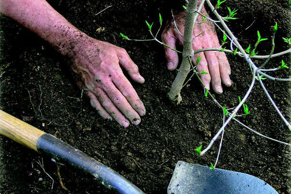 comment transplanter un arbre correctement