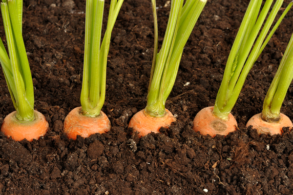 how to plant carrots video