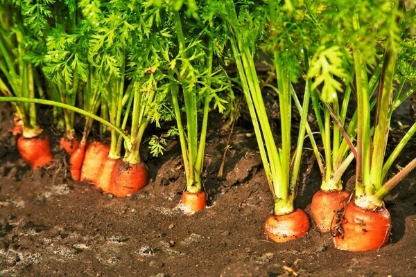 hvordan plante gulrøtter