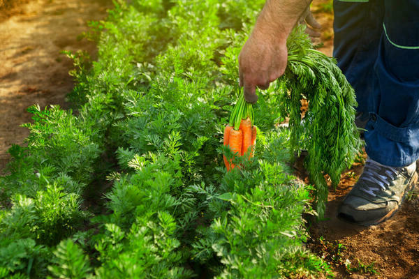 how to plant carrots so as not to thin out