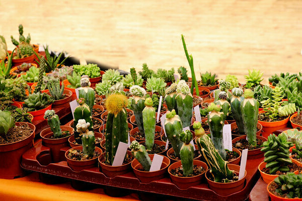 Cacti at succulents
