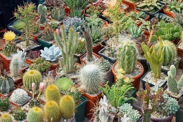 photos de cactus et succulentes