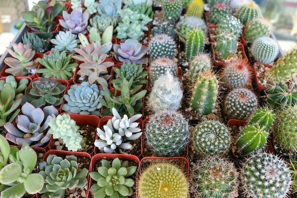 noms de cactus et succulentes