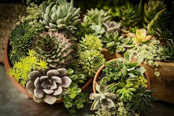 types de cactus succulents