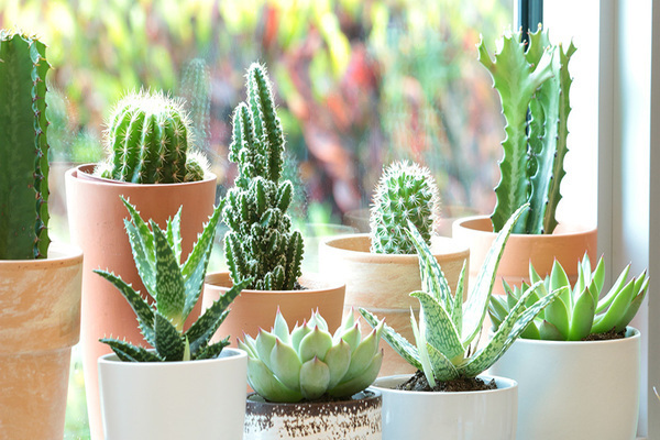 noms de cactus et succulentes