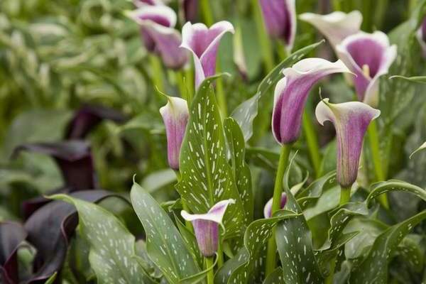 calla lilies care and cultivation