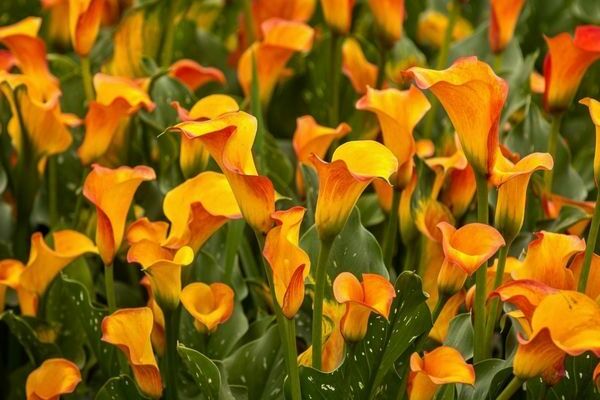 growing calla lilies in the open field