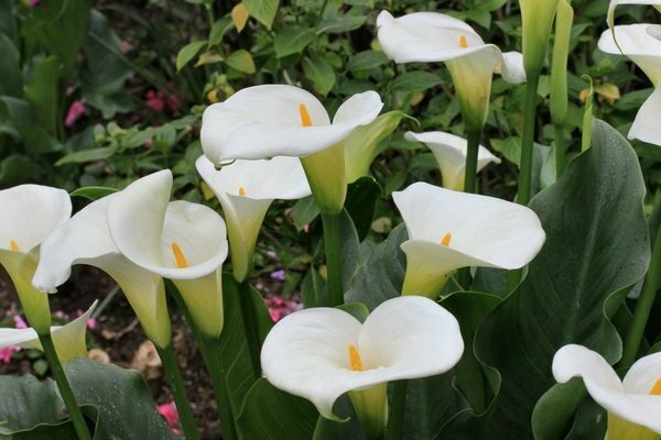 growing calla lilies at home