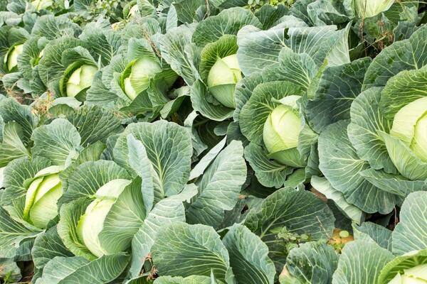open field cabbage