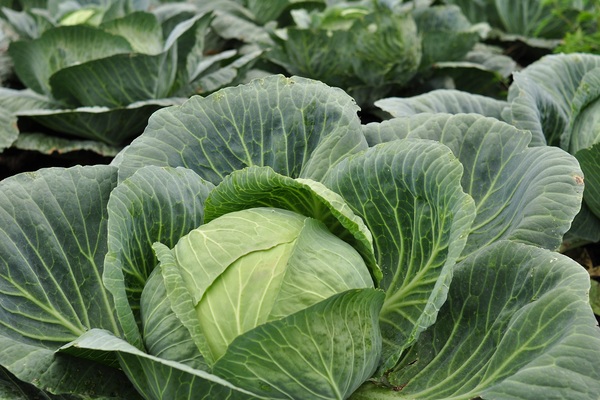 growing cabbage