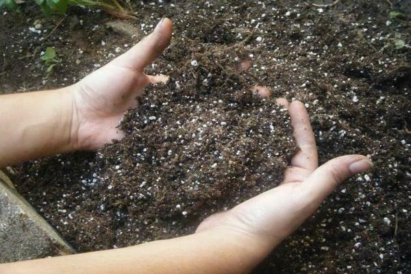 acidic soil how to determine
