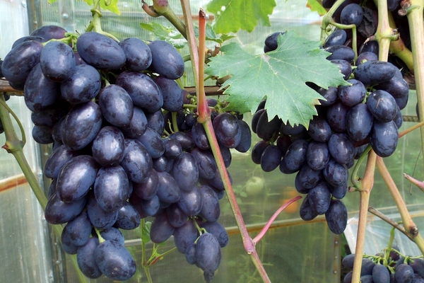which grape variety is better to plant