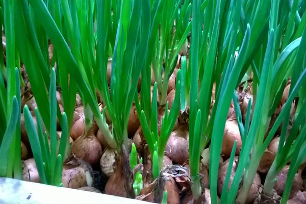green onions forcing
