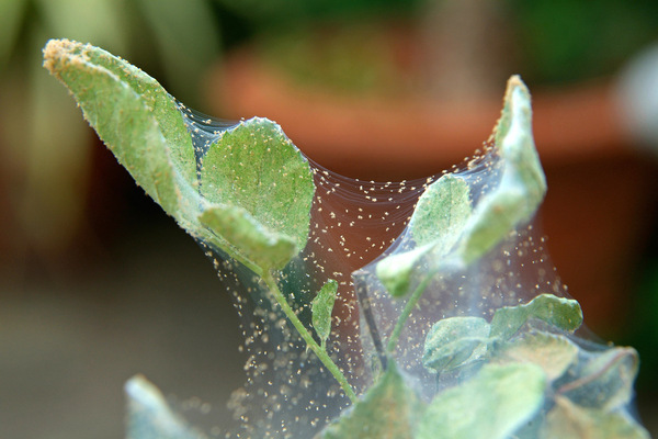 nhện mite làm thế nào để đối phó