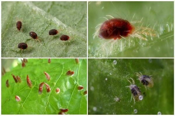 spider mite in the greenhouse