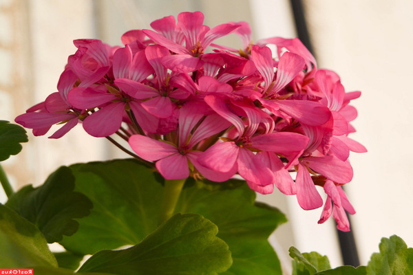 Pelargonia