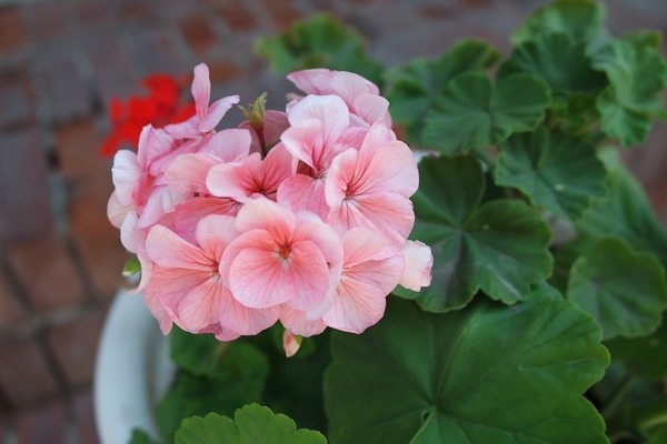 cuidado del pelargonio