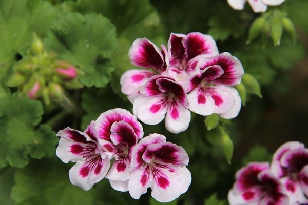 ภาพถ่าย Pelargonium