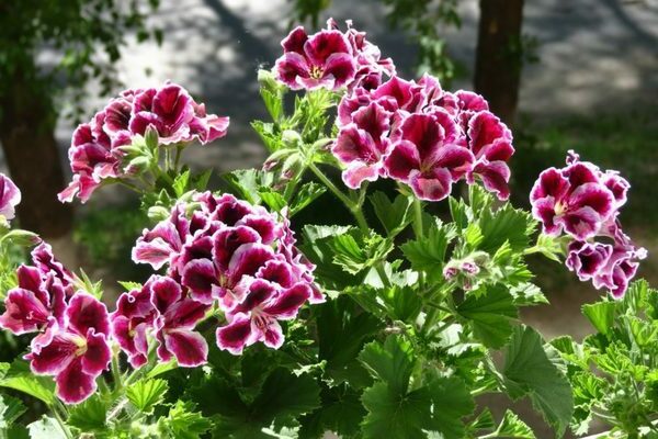 beskrivelse af pelargonium