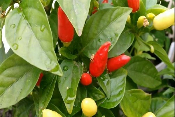 voksende pepperbrann