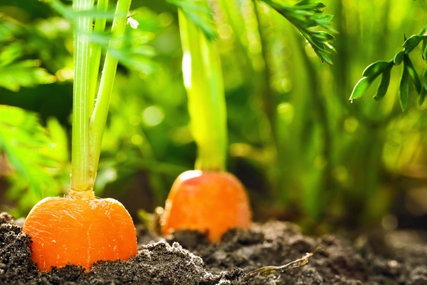 aký druh pôdy má mrkva rád?