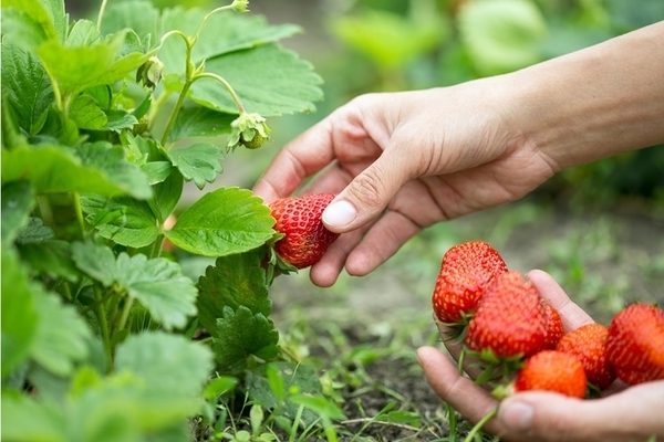 feeding strawberries in spring with yeast