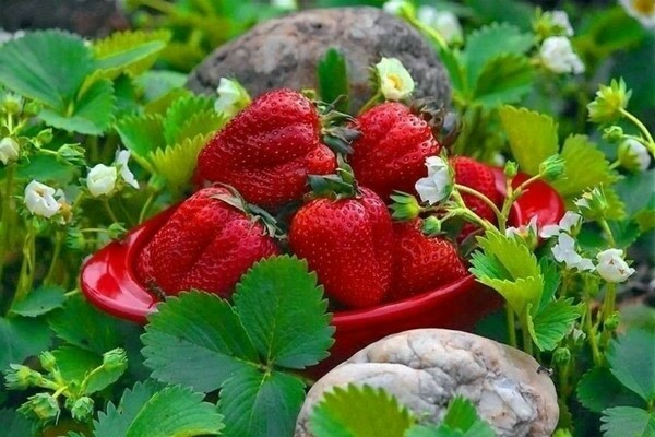 feeding strawberries