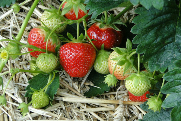хранене на ягоди по време на плододаване