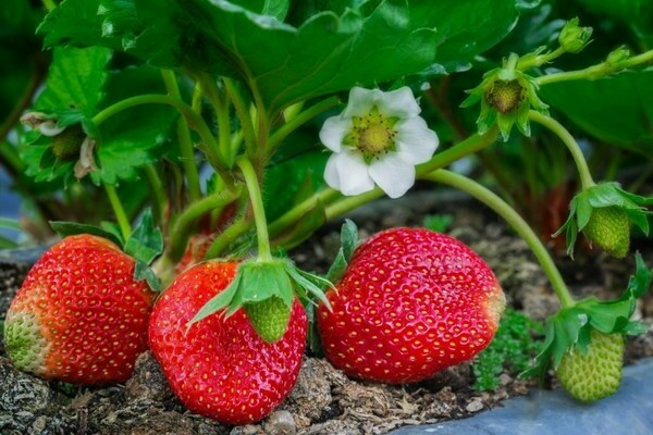 nourrir les fraises pendant la fructification