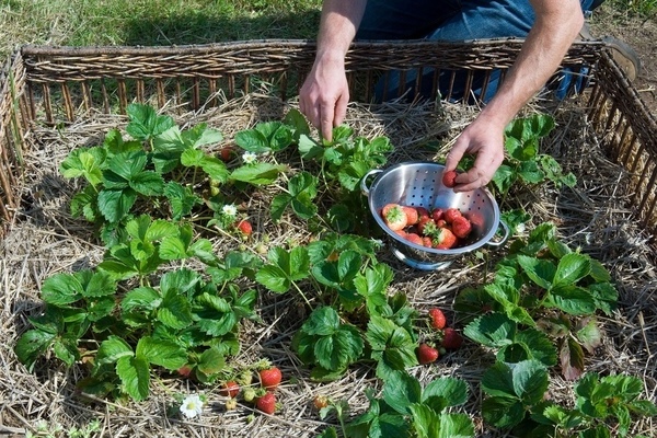 feeding strawberries in spring