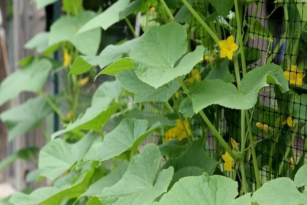 the first feeding of cucumbers