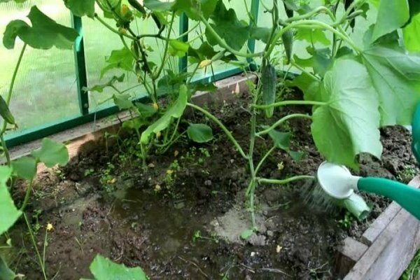 comment nourrir les concombres après avoir planté dans le sol 2