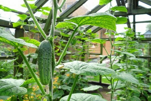 feeding cucumbers after planting in the greenhouse