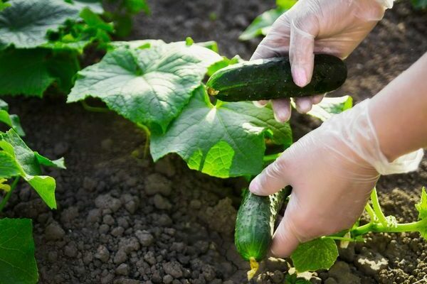 feeding cucumbers after planting