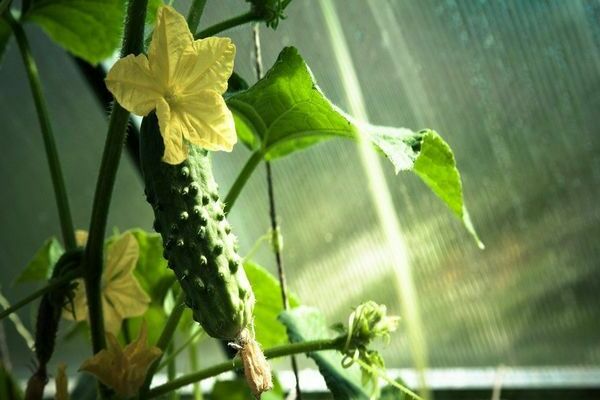 how to feed cucumbers after planting